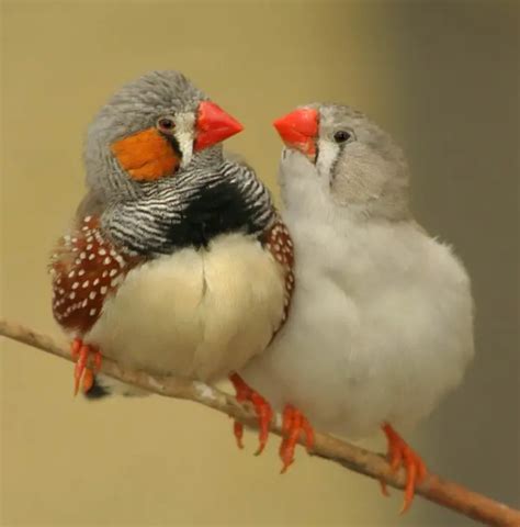 Types Of Finches Different Types Of Finches