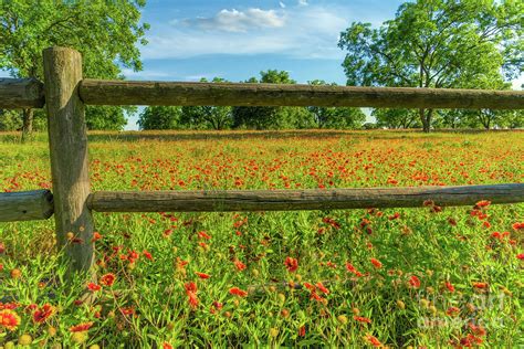 Fence Wildflowers Photograph By Bee Creek Photography Tod And Cynthia