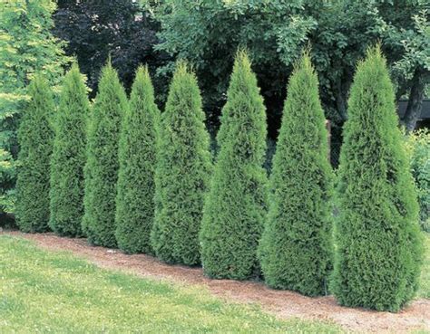 If you're looking to plug some gaps in your existing garden, or you're starting your garden from scratch, the following shrubs will put on plenty of vigorous growth to. Nosy Neighbors? Plant Some Privacy With These Fast-Growing ...
