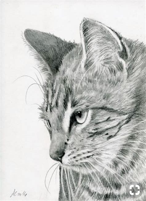 Pin By Brenda Blodgett On All Things Catty Cat Art Animal Drawings