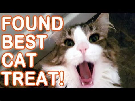 Cat treats meant to boost nutrition come the best healthy cat treat depends on the particular cat. Best Ever Cat Squeeze-Up Treat Inaba Ciao Churu - Magic ...
