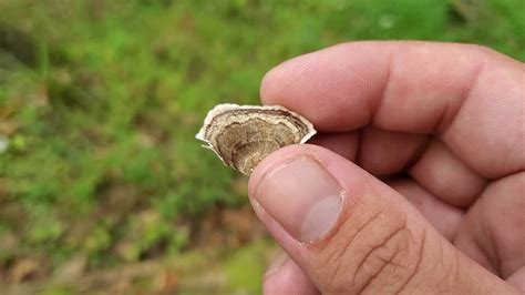 turkey tail mushroom and identifying the mushroom youtube