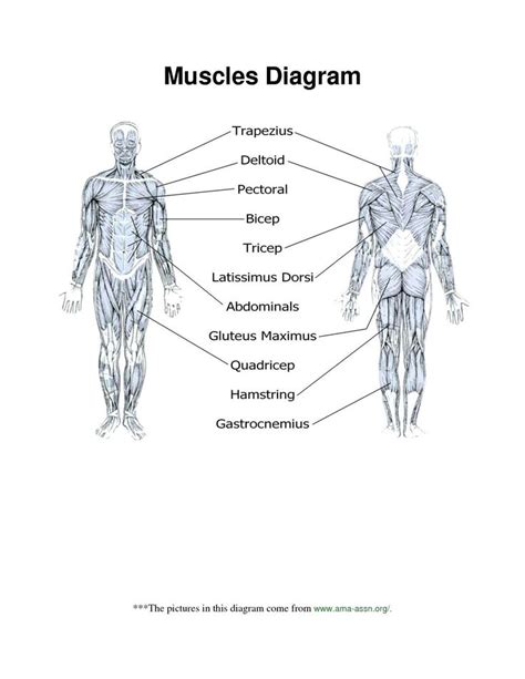 Major Muscles In The Body Diagram Pin By Kiara Rodriguez On Nursing