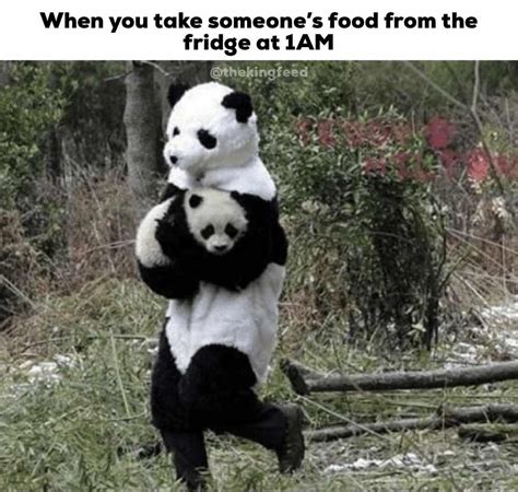 7 Hilarious Panda Memes Thatll Make You Lol Funny Panda Pictures