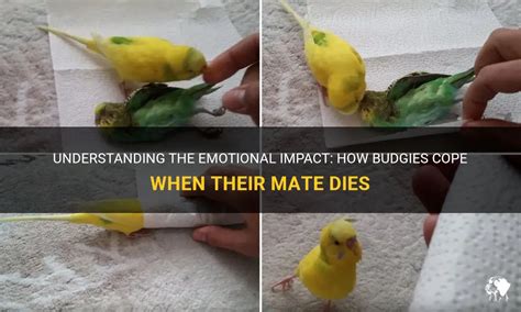 Understanding The Emotional Impact How Budgies Cope When Their Mate