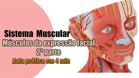 Músculos Da Expressão Facial 2ª Parte Anatomia Anatomia Humana