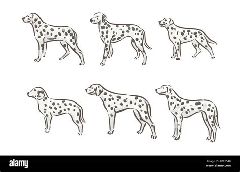 Cute Dog Dalmatian Breed Pedigree Vector Illustration Stock Vector