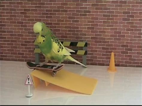 How To Train Your Budgies To Skateboard Video Dailymotion