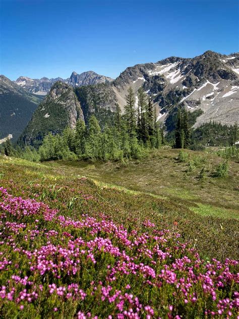 8 Best National Parks For Wildflowers The National Parks Experience