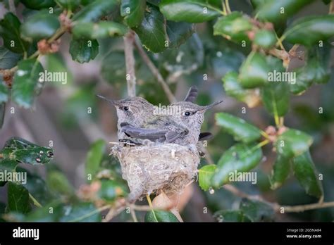 Hummingbird Babies Nest Hi Res Stock Photography And Images Alamy