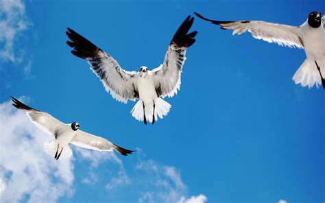 HD Seagals Birds Sky Flying Wallpaper | Download Free - 117031