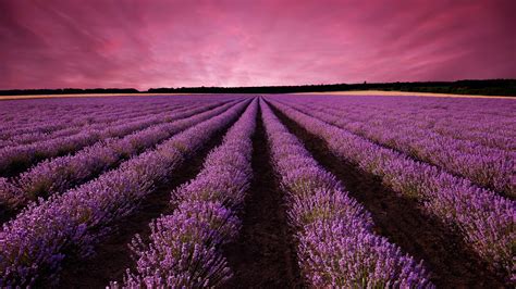 Lavender Field Wallpaper