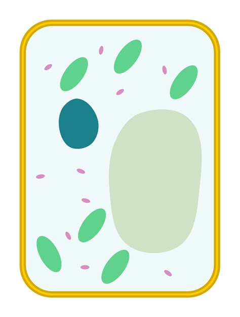Filesimple Diagram Of Plant Cell Blanksvg Wikimedia Commons