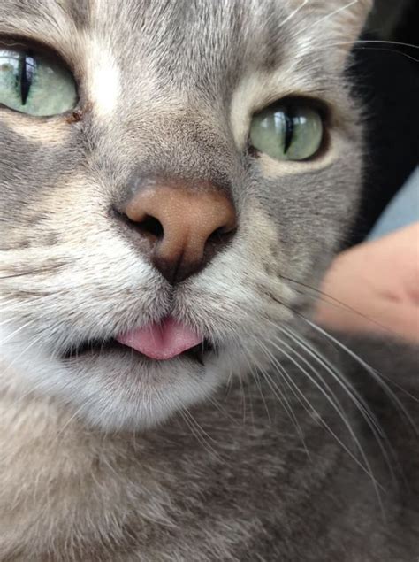 Why Do Cats Blep Everything You Need To Know Cute Cat