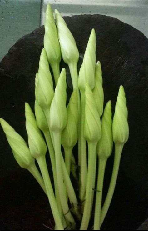 Moonflowers are grown from seeds. Moon Flower Buds | Flower bud, Moon flower, Flowers