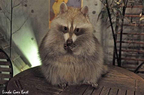 Where To Pet The Cutest Raccoons In Seoul Linda Goes East Cute