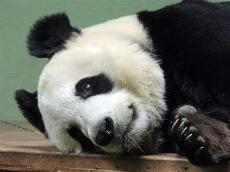 🐼 Pandas Dream Panda Party Panda Bear Bears Pandas Animales
