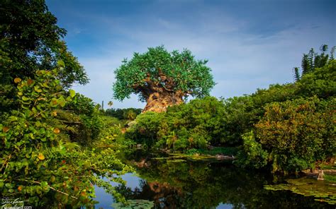 Tree Of Life At Disneys Animal Kingdom Hd Wallpaper Background Image