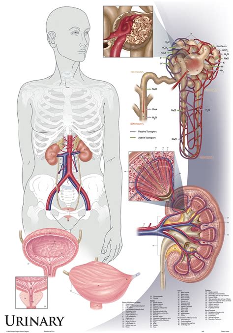 Anatomy And Physiology The Urinary System