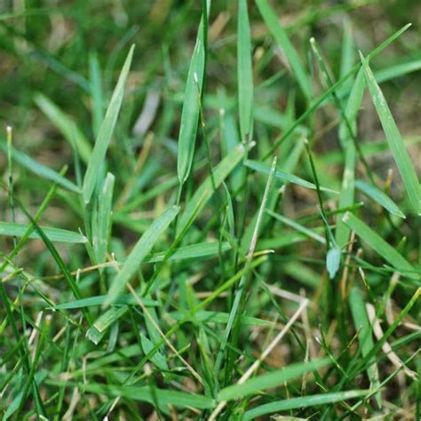 Turfgrass Weeds Purdue University Turfgrass Science At Purdue University
