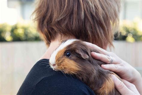 What To Know Before Getting A Pet Guinea Pig