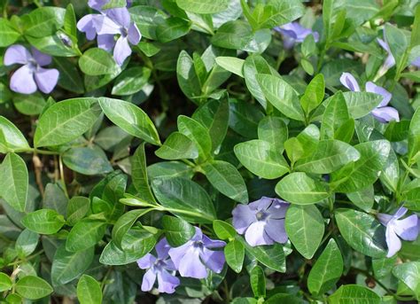 Vinca Minor The Dainty Purple Flowers And Evergreen Leaves On This