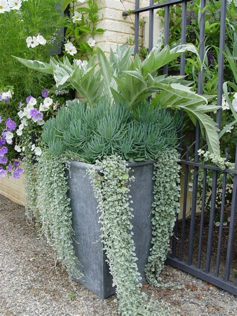 1000 Images About Container Garden 2015 On Pinterest