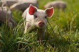 Baby Pigs Wallpapers - Wallpaper Cave