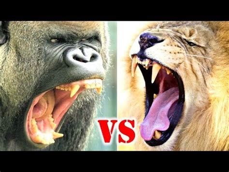 Check spelling or type a new query. Gorilla Vs Lion Who Would Win? - YouTube