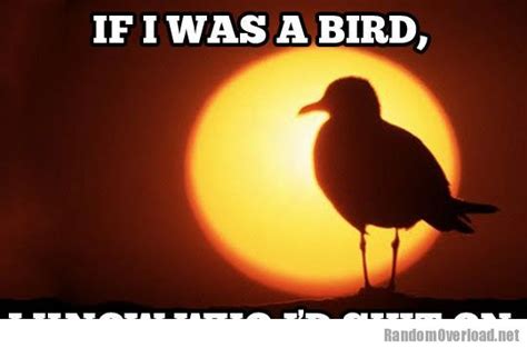 Hilarious Bird Quotes Quotesgram