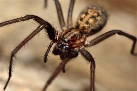 12 Spiders Found In Virginia With Pictures Pet Keen