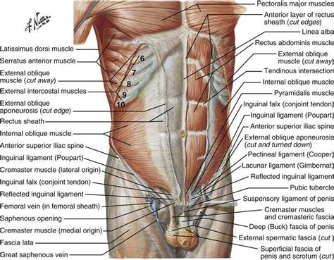 Groin Muscles Anatomy