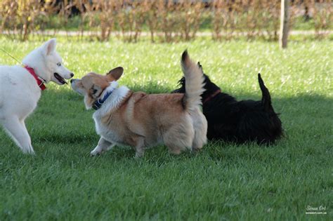 Splendour In The Grass Scottish Terriers Scottie Corgi Friends