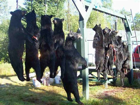 Black Bear Hunting Photos Pb Guide Service