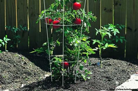 Step By Step Guide How To Make Diy Tomato Cage Easily At Home