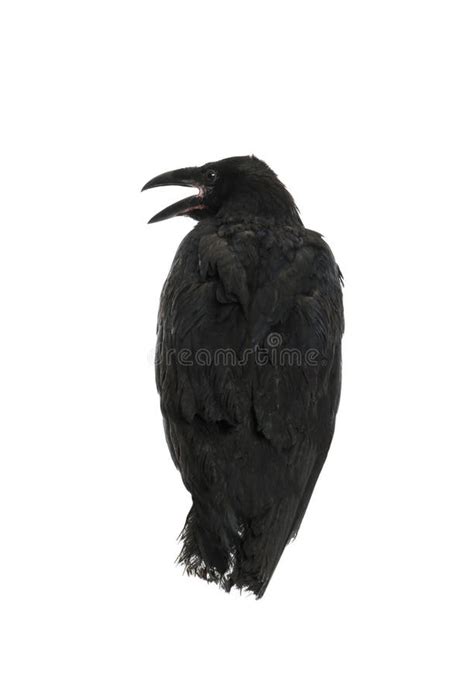 Beautiful Black Common Raven On White Background Stock Image Image Of