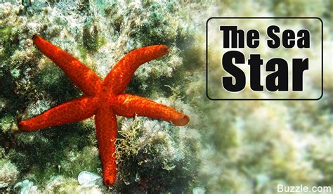 Incredibly Interesting Facts About Starfish Starfish