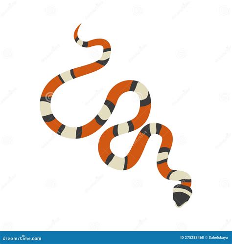 Coral Snake With Bright Stripes Flat Vector Illustration Isolated On