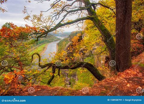Autumn Scenery With Curved Tree On The Edge Elbe Sandstone Mountains
