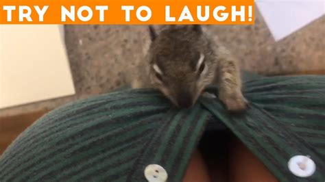 Top 100 Funny Animals Of 2018 Try Not To Laugh Challenge