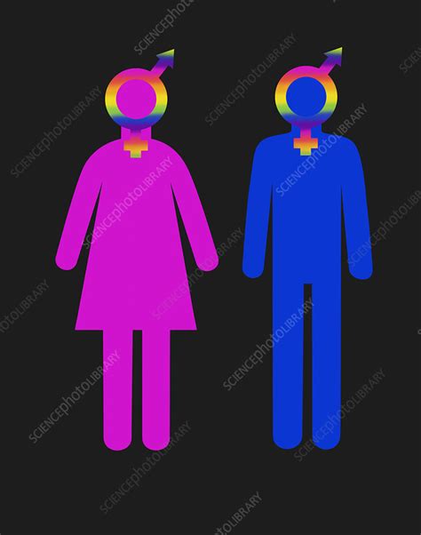 Gender And Sexuality Stock Image F0317086 Science Photo Library