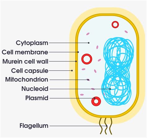 Open Simple Bacteria Cell Diagram 2000x1772 Png Download Pngkit