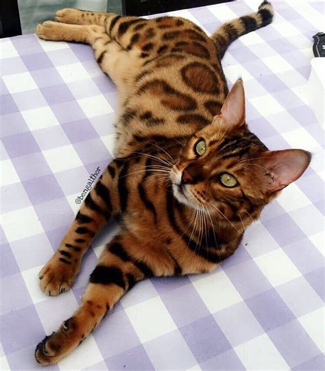 Pin By Frenklle On Cats Bengal Cat Bengal Cat Facts