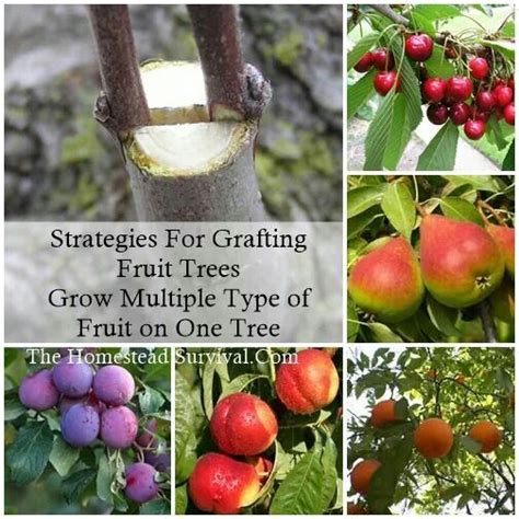 Grafting Grafting Fruit Trees Fruit Trees Growing Tree