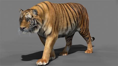 Tiger 3d Model Animated Rigged Max