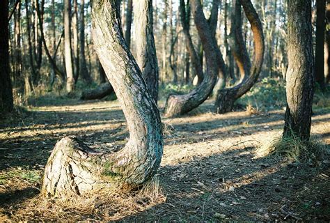 Crooked Forest Gryfino Poland