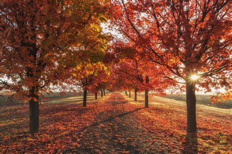 3840x2160 Autumn Fall Season Trees 4k 4k Hd 4k Wallpapers Images