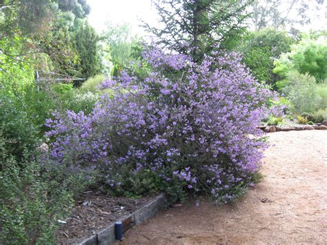 Purple Mint Bush In Native Garden At Armidale Open Gardens Native