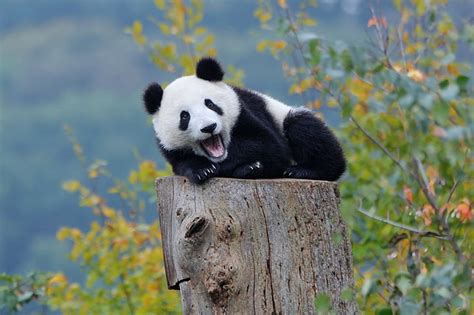 Hd Wallpaper Black And White Panda Cub Resting On Brown