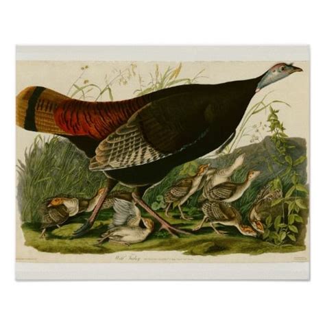 audubon wild turkey vintage birds of america posters audubon prints audubon birds bird artists